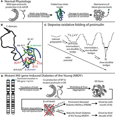 Frontiers | Peptide Model of the Mutant Proinsulin Syndrome. I 